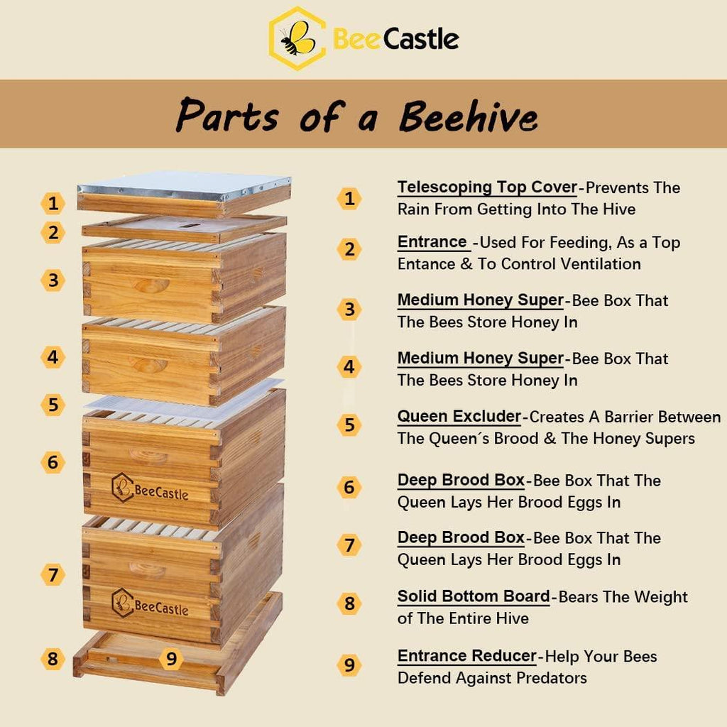 Bee Hive 8 Frame Complete Bee Hives and Supplies Starter Kit, Beeswax Coated Beehives for Beginners with Bee Hive Frame and Waxed Foundation Include 2 Deep Hive Box and 2 Medium Bee Hive Super